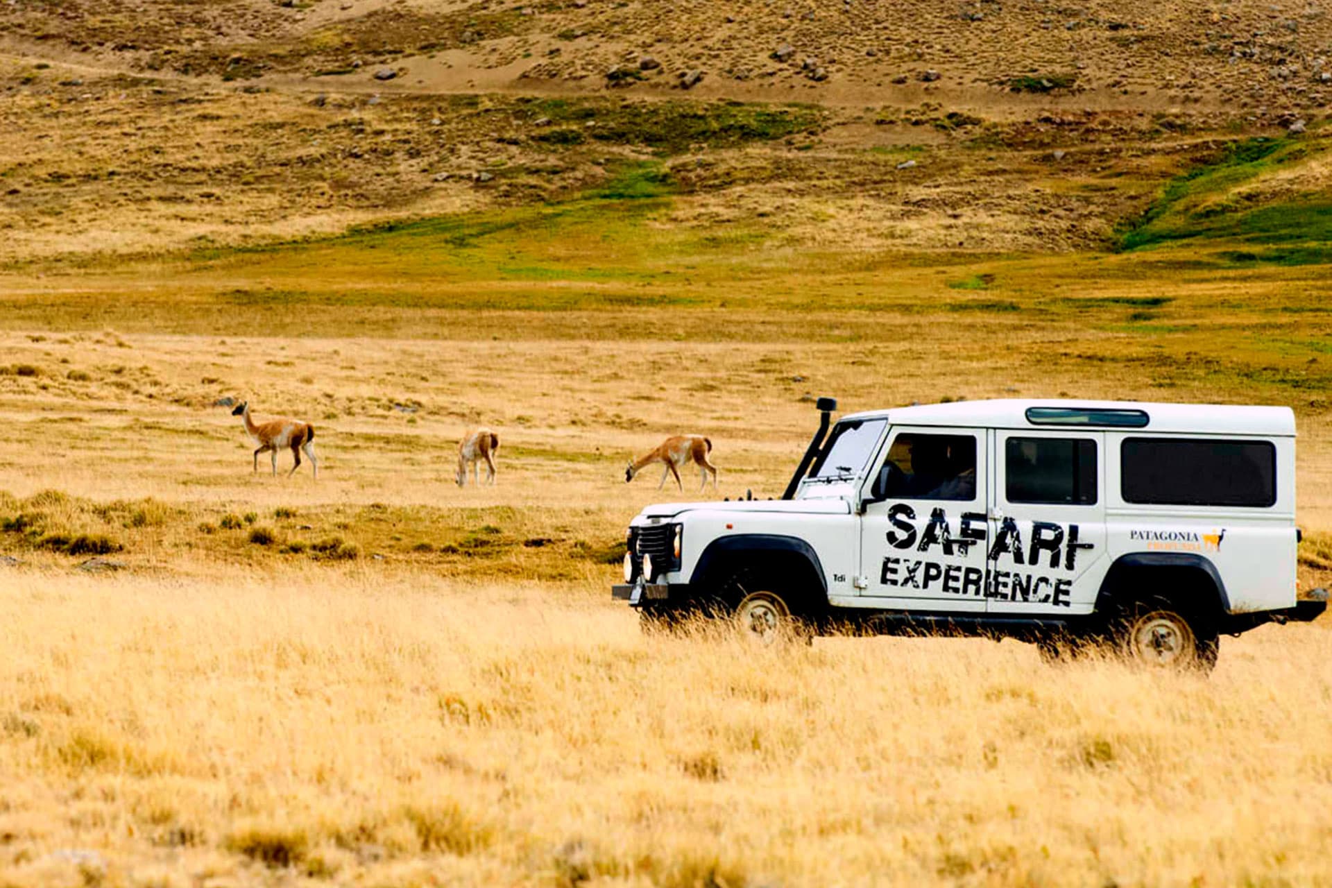 Safari Experience Fauna y Estepa